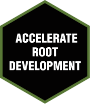 ACCELERATE ROOT DEVELOPMENT