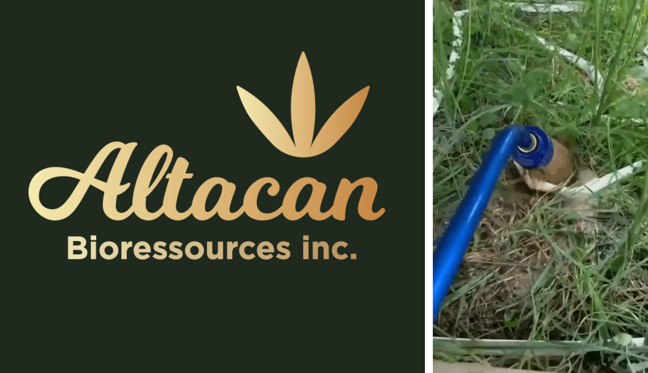 Altacan logo alongside an image of a grower applying MIICROBIAL MASS PRO.