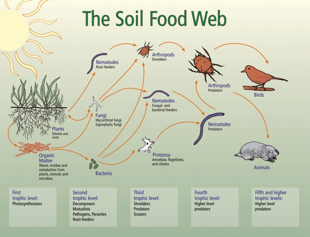 An infographic demonstrating the soil food web.