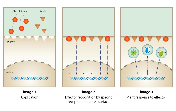 An infographic demonstrating how oligochitosan and salicin work.